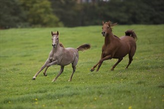 Young Thoroughbred Arabian stallion rages with his mother across the autumnal pasture