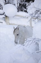 Thoroughbred Arabian mare grey in deep snow on the paddock
