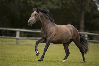 Young P.R.E. stallion galloping over the paddock