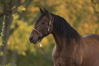 Brown P.R.E. gelding in autumn