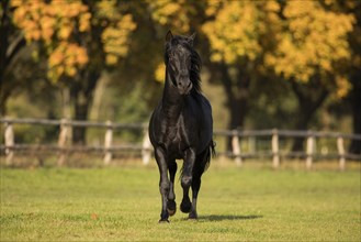 P.R.E. Stallion black in motion in autumn