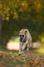 Great Dane jumping in autumn