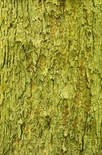 Bark of a large old horse chestnut (Aesculus hippocastanum)