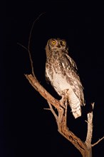 Spotted Eagle-Owl (Bubo africanus) on branch at night