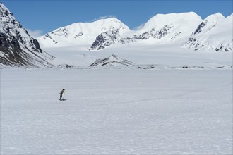 Lonely King Penguin (Aptenodytes patagonicus) walking on snow covered Salisbury Plain