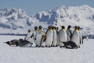Group of King Penguins (Aptenodytes patagonicus) gathered on snow covered Salisbury Plain