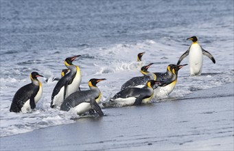 Group of King Penguins (Aptenodytes patagonicus) coming out of the water