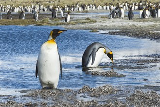 Two King Penguins (Aptenodytes patagonicus) crossing a stream