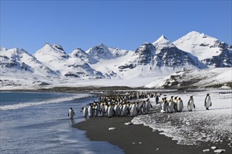 King Penguins (Aptenodytes patagonicus) at the beach