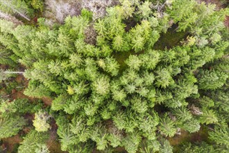 Coniferous forest from above