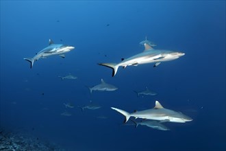 Many Grey reef shark (Carcharhinus amblyrhynchos)