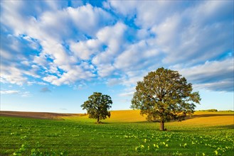 Field with Rape (Brassica napus) Winter seed