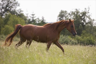 Thoroughbred Arabian chestnut mare trots through the high grass