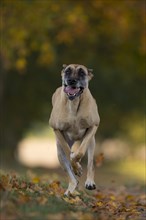 Great Dane running in autumn