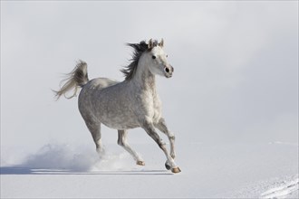Thoroughbred Arabian mare grey in snow