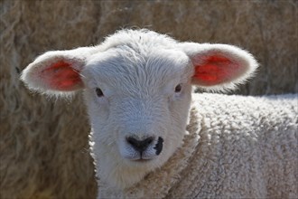 Domestic sheep (Ovis gmelini aries)