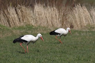 Two White storks (Ciconia ciconia) during foraging in a meadow