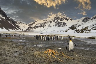 King Penguins (Aptenodytes patagonicus) in the plain of Right Whale Bay in evening light