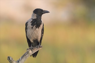 Hooded crow (Corvus corone cornix) on branch