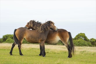 Exmoor ponies (Equus caballus) grooming