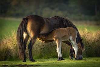 Exmoor ponies (Equus caballus)