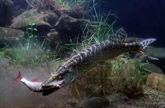 Northern pike (Esox lucius)