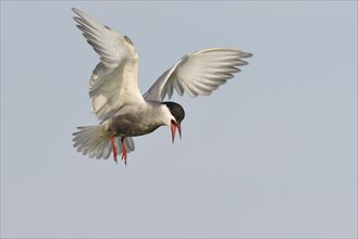 Common tern (Sterna hirundo) in flight