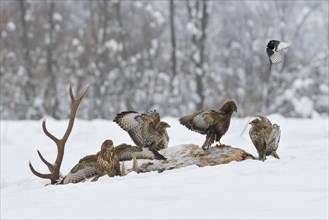 Four Steppe buzzards (Buteo buteo) on carcass of a red deer in winter