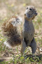 Cape ground squirrel (Xerus inauris)