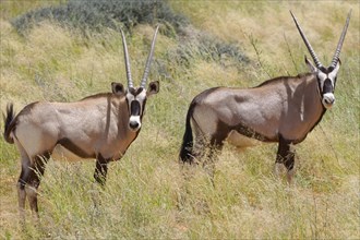 Two Gemsboks (Oryx gazella) standing in the tall grass