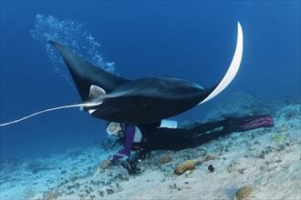 Reef manta ray (Manta alfredi) dwells over diver in rising bubbles