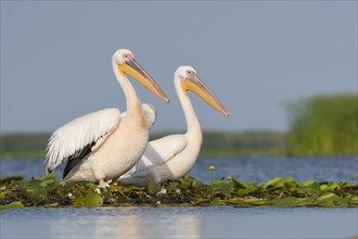 Great white pelicans (Pelecanus onocrotalus) on aquatic plants