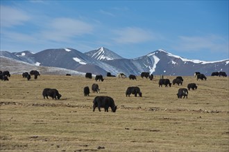 Icy plateau with yak herd