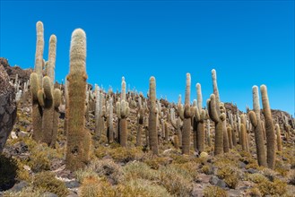 Giant Cacti (Echinopsis atacamensis) Isla Incahuasi