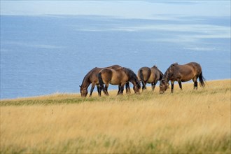 4 Exmoor ponies (Equus caballus) on the coast