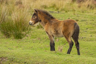 Exmoor pony (Equus caballus)