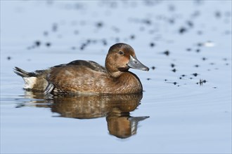 Ferruginous duck (Aythya nyroca) in water