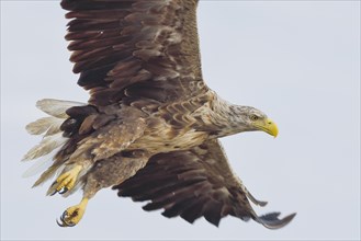 White-tailed eagle (Haliaeetus albicilla) in flight