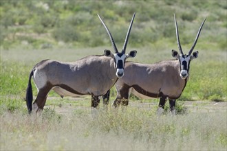 Gemsboks (Oryx gazella)