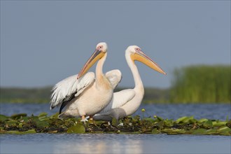Great white pelicans (Pelecanus onocrotalus) on aquatic plants