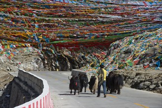 Tibetan nomad drives a herd of yaks over a pass road with Buddhist prayer rides Tibet