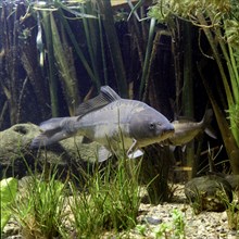 Common carp (Cyprinus carpio)