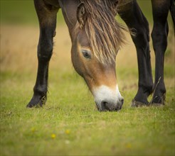 Exmoor pony (Equus caballus) eats grass