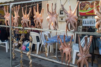 Octopusse (Octopoda) are dried in front of a restaurant