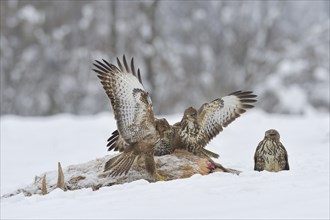 Three Steppe buzzards (Buteo buteo) on carcass of a red deer in winter