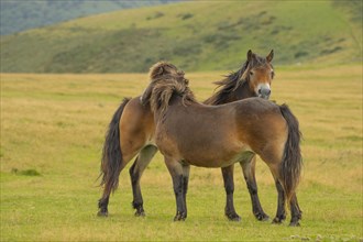 2 Exmoor ponies (Equus caballus) grooming