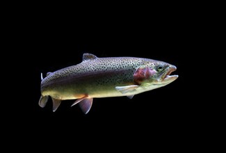 Brown trout (Salmo trutta fario)