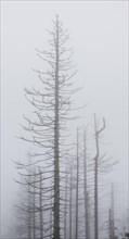 Dead spruce forest