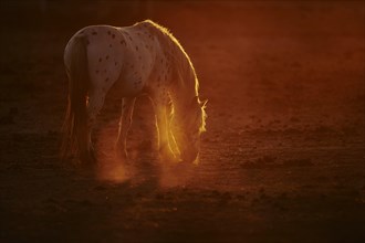 Appaloosa horse in backlight at sunset