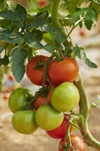 Red and green tomatos at bush